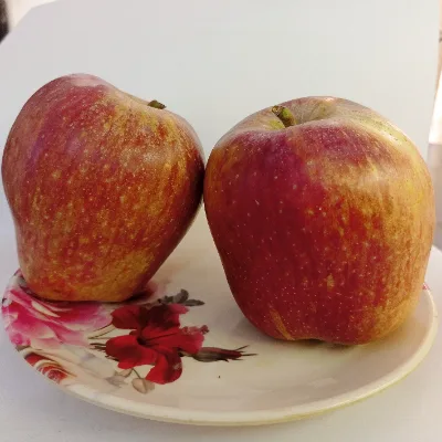 Apple Shimla Large