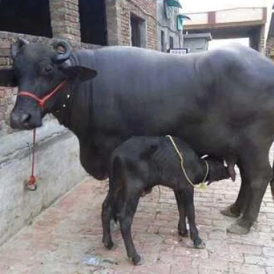 Murrah Buffalo Bilona Ghee (Bhains Ghee)
